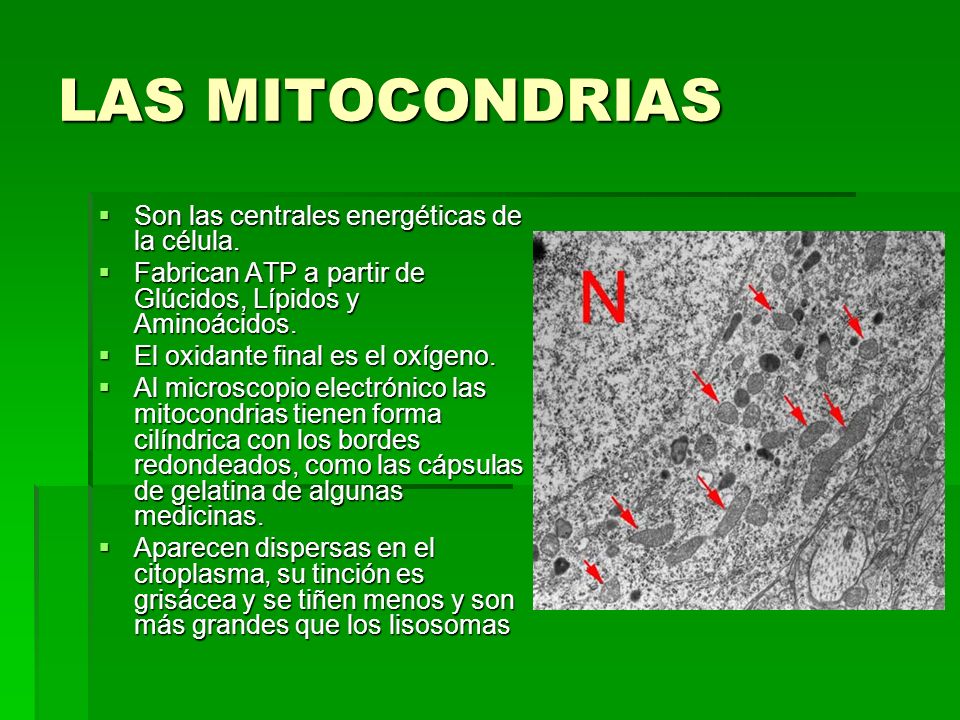 LAS MITOCONDRIAS Son las centrales energéticas de la célula.