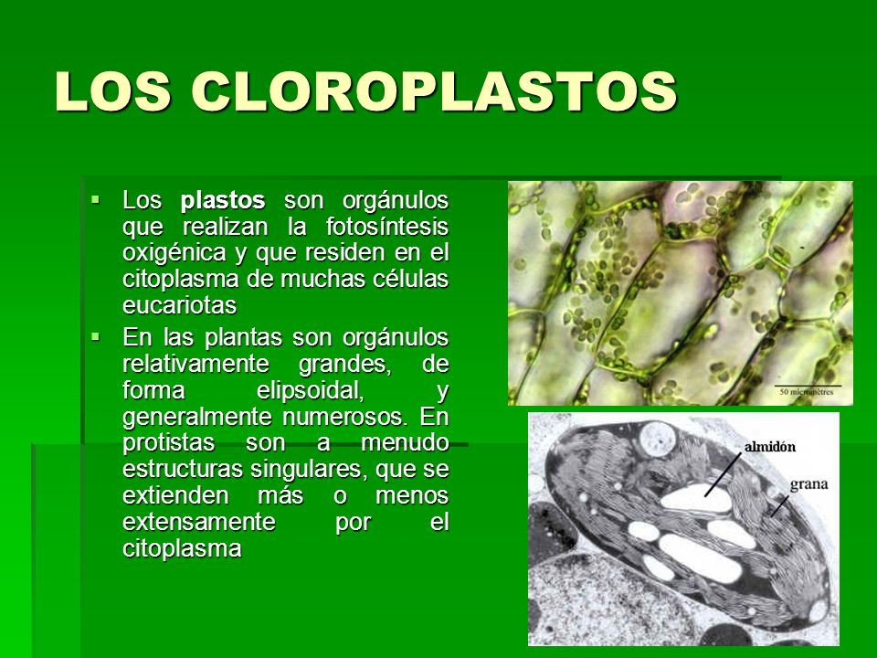 LOS CLOROPLASTOS Los plastos son orgánulos que realizan la fotosíntesis oxigénica y que residen en el citoplasma de muchas células eucariotas.