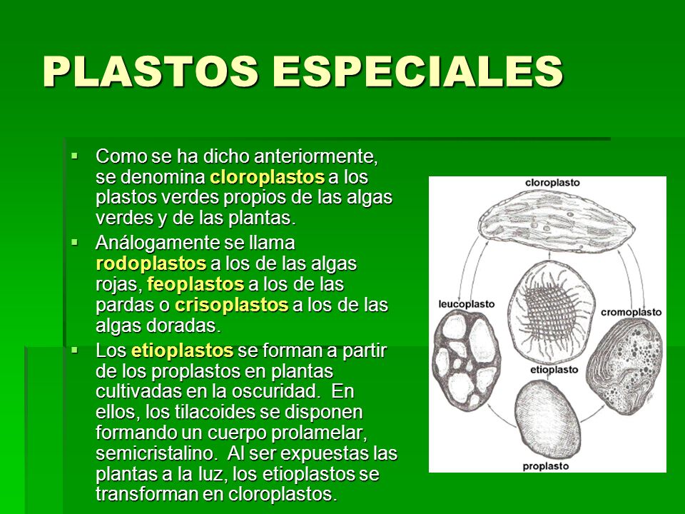 PLASTOS ESPECIALES Como se ha dicho anteriormente, se denomina cloroplastos a los plastos verdes propios de las algas verdes y de las plantas.