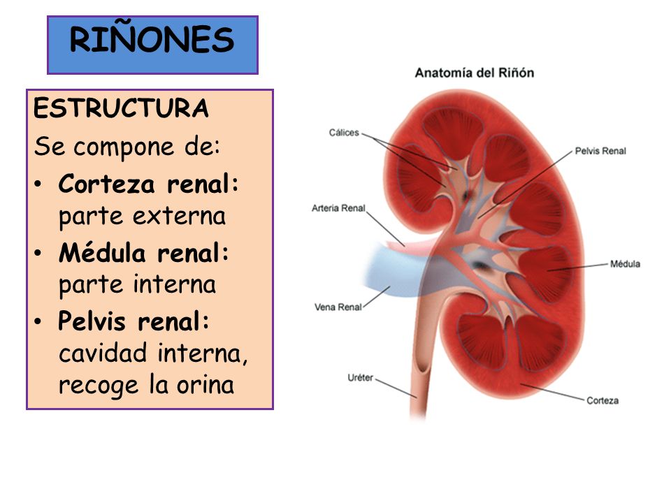 RIÑONES RIÑONES ESTRUCTURA Se compone de: Corteza renal: parte externa