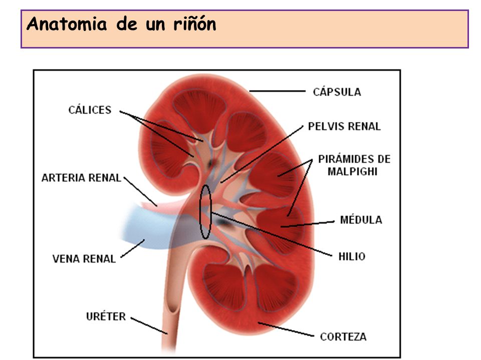 Anatomia de un riñón