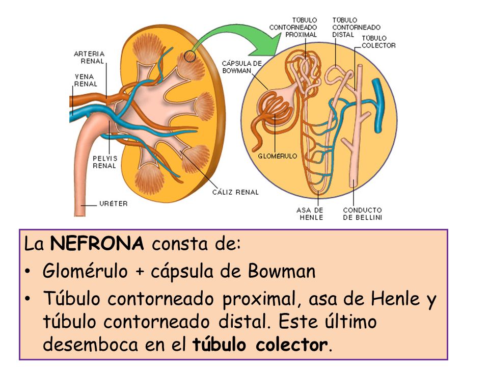 La NEFRONA consta de: Glomérulo + cápsula de Bowman.
