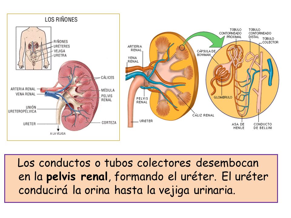 Los conductos o tubos colectores desembocan en la pelvis renal, formando el uréter.