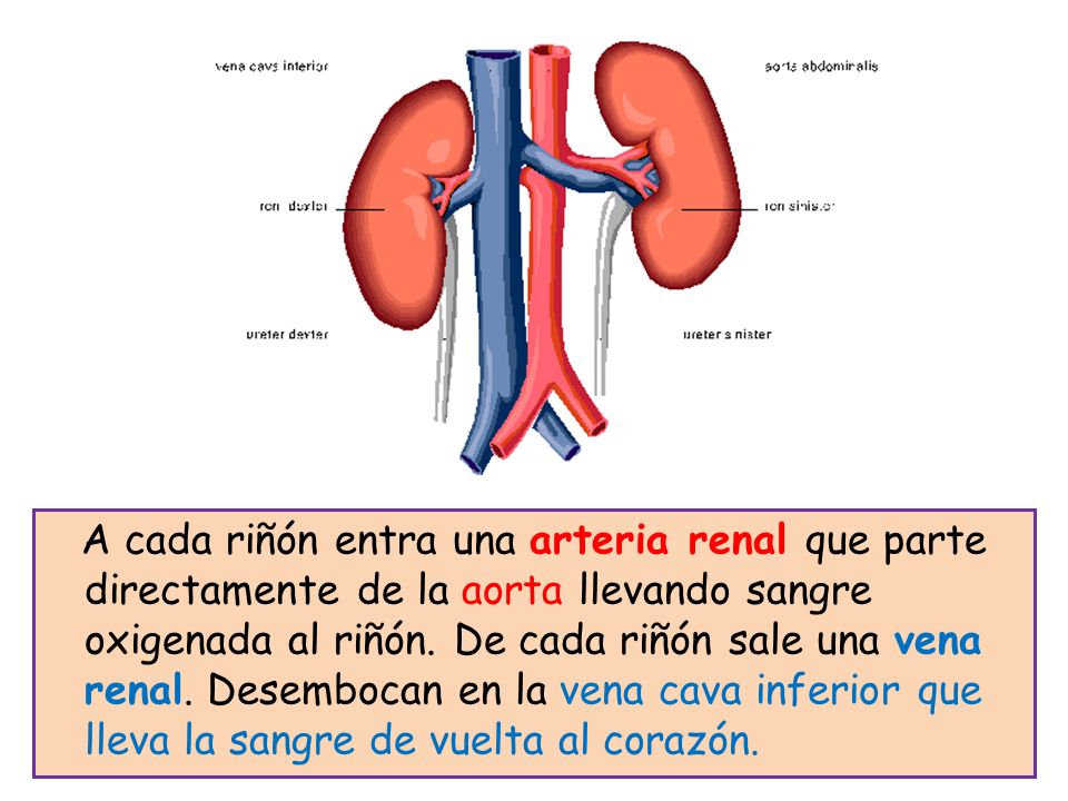 A cada riñón entra una arteria renal que parte directamente de la aorta llevando sangre oxigenada al riñón.