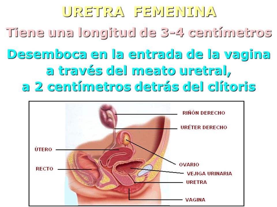 URETRA FEMENINA Tiene una longitud de 3-4 centímetros