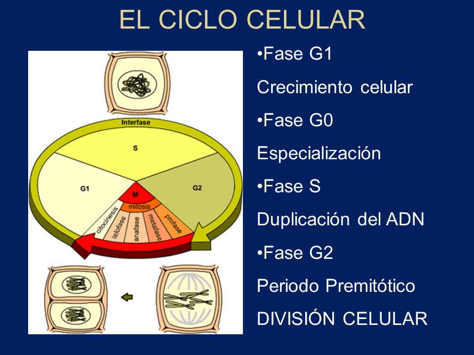 EL CICLO CELULAR Fase G1 Crecimiento celular Fase G0 Especialización