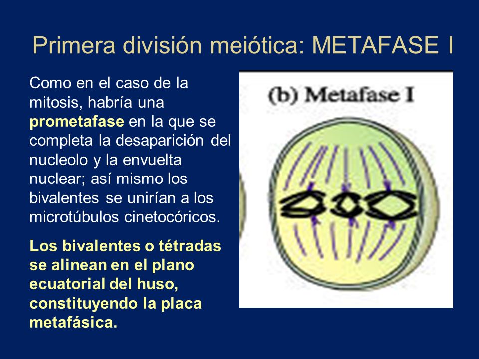 Primera división meiótica: METAFASE I