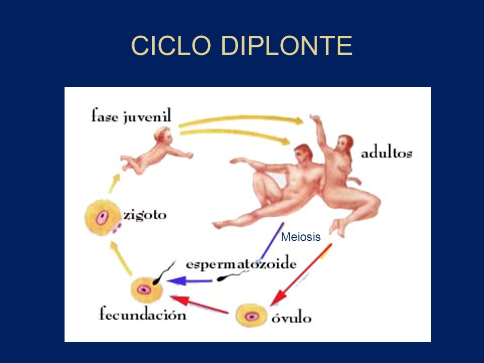 CICLO DIPLONTE Meiosis