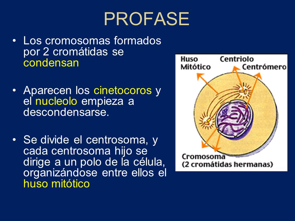 PROFASE Los cromosomas formados por 2 cromátidas se condensan