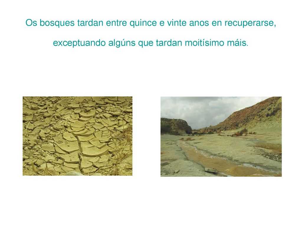 Os bosques tardan entre quince e vinte anos en recuperarse, exceptuando algúns que tardan moitísimo máis.
