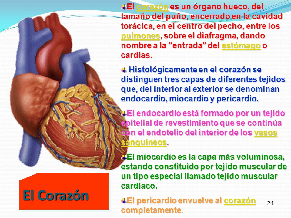 El corazón es un órgano hueco, del tamaño del puño, encerrado en la cavidad torácica, en el centro del pecho, entre los pulmones, sobre el diafragma, dando nombre a la entrada del estómago o cardias.
