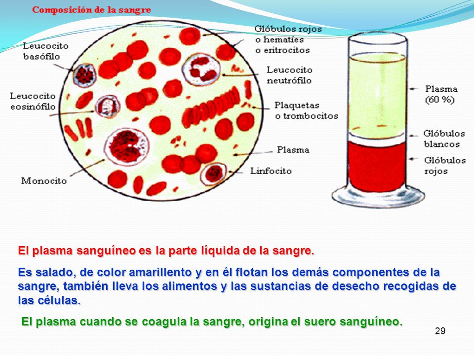 El plasma sanguíneo es la parte líquida de la sangre.