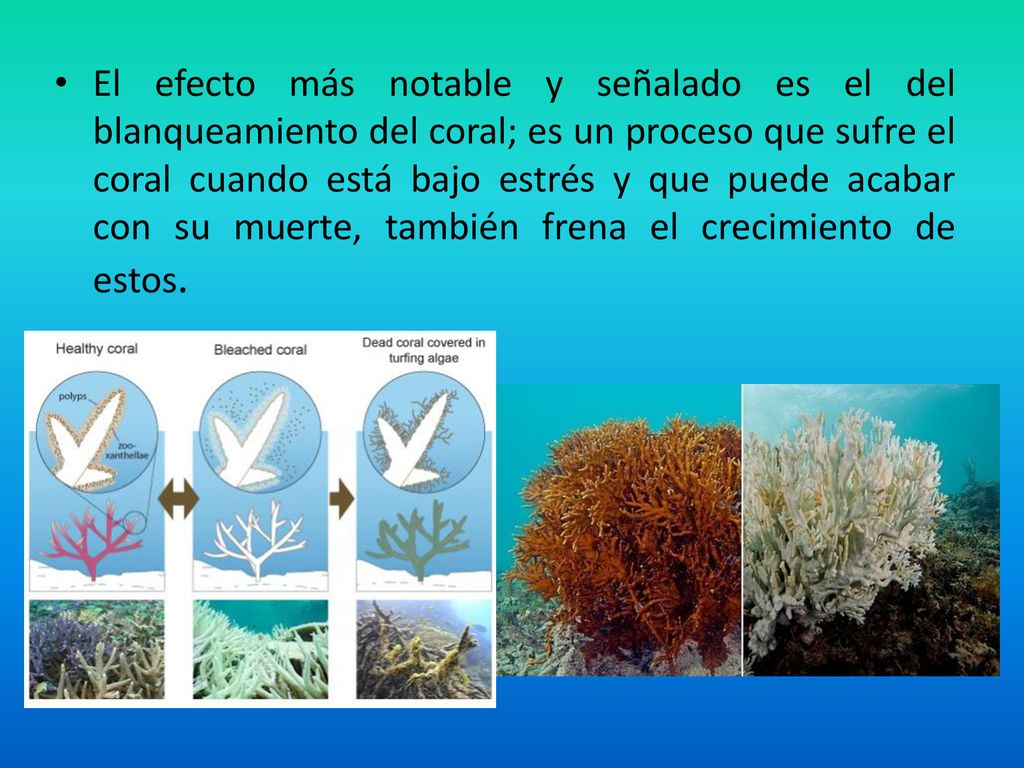 El efecto más notable y señalado es el del blanqueamiento del coral; es un proceso que sufre el coral cuando está bajo estrés y que puede acabar con su muerte, también frena el crecimiento de estos.