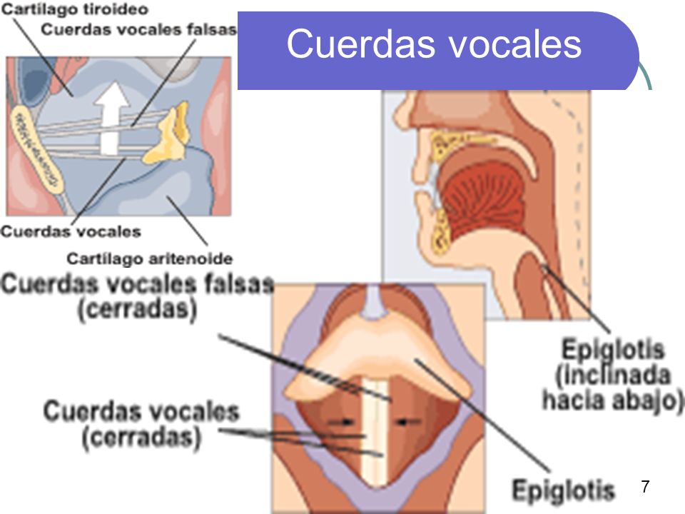 Cuerdas vocales 7