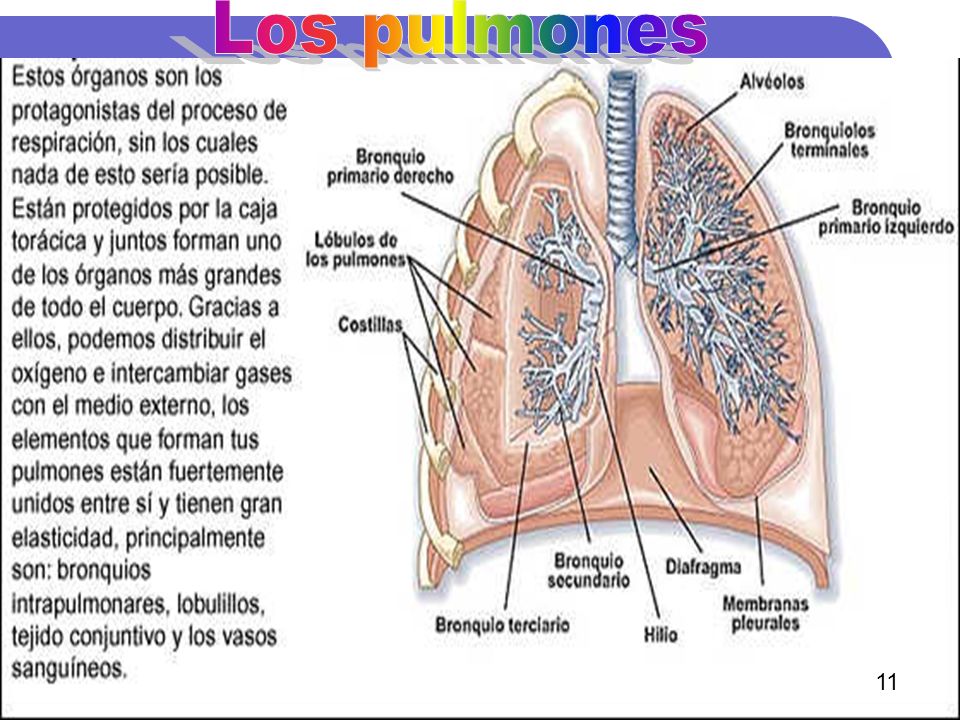 Los pulmones 11