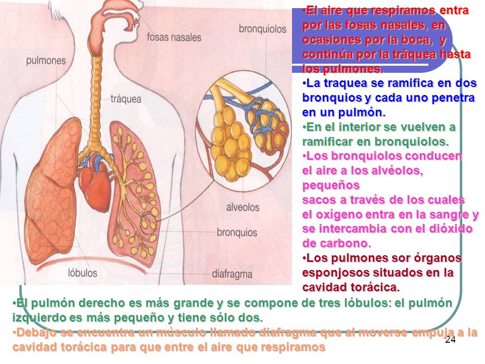 El aire que respiramos entra por las fosas nasales, en ocasiones por la boca, y continúa por la tráquea hasta los pulmones.
