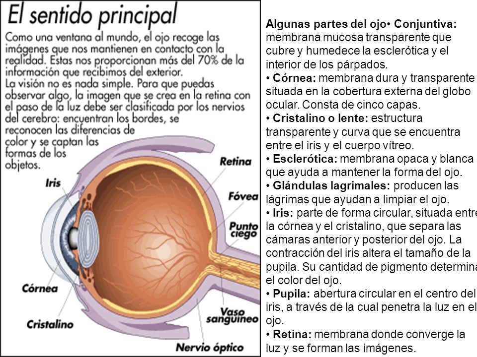 Algunas partes del ojo• Conjuntiva: membrana mucosa transparente que cubre y humedece la esclerótica y el interior de los párpados.