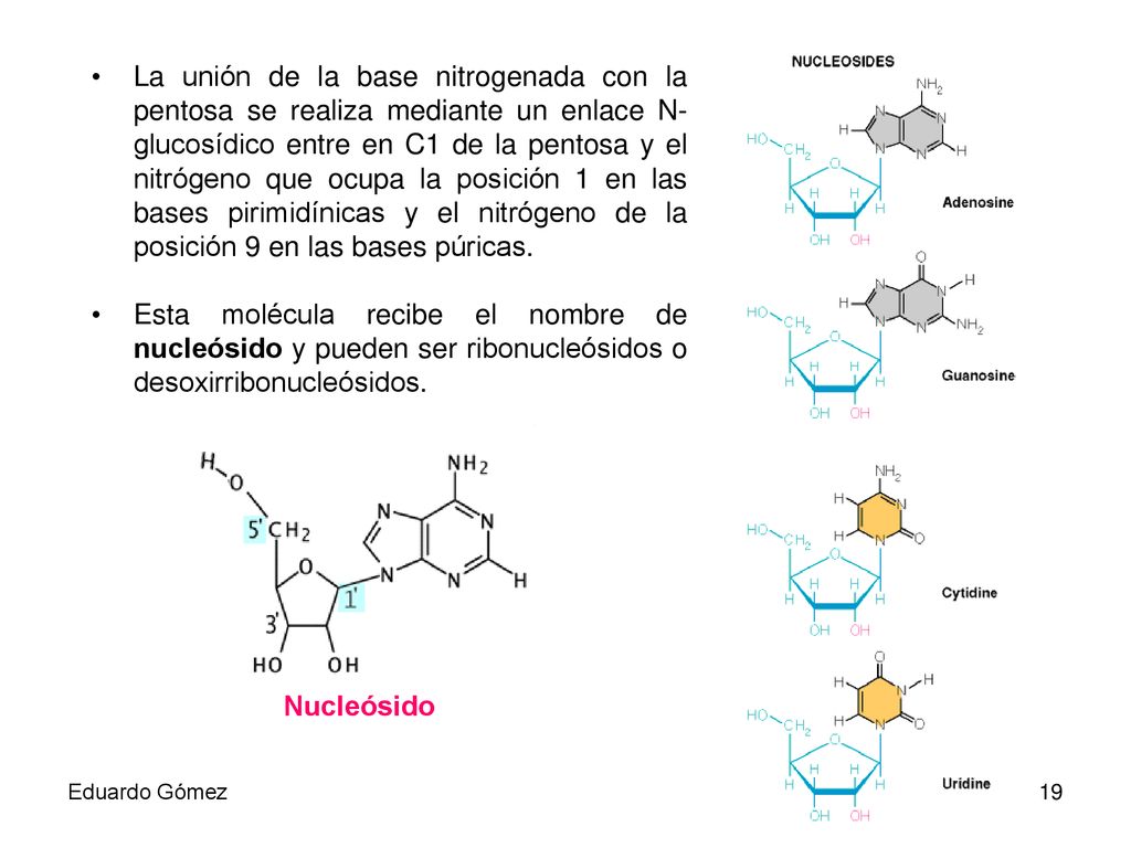 La unión de la base nitrogenada con la pentosa se realiza mediante un enlace N-glucosídico entre en C1 de la pentosa y el nitrógeno que ocupa la posición 1 en las bases pirimidínicas y el nitrógeno de la posición 9 en las bases púricas.