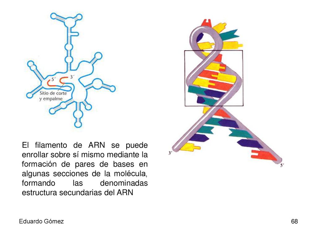 El filamento de ARN se puede enrollar sobre sí mismo mediante la formación de pares de bases en algunas secciones de la molécula, formando las denominadas estructura secundarias del ARN