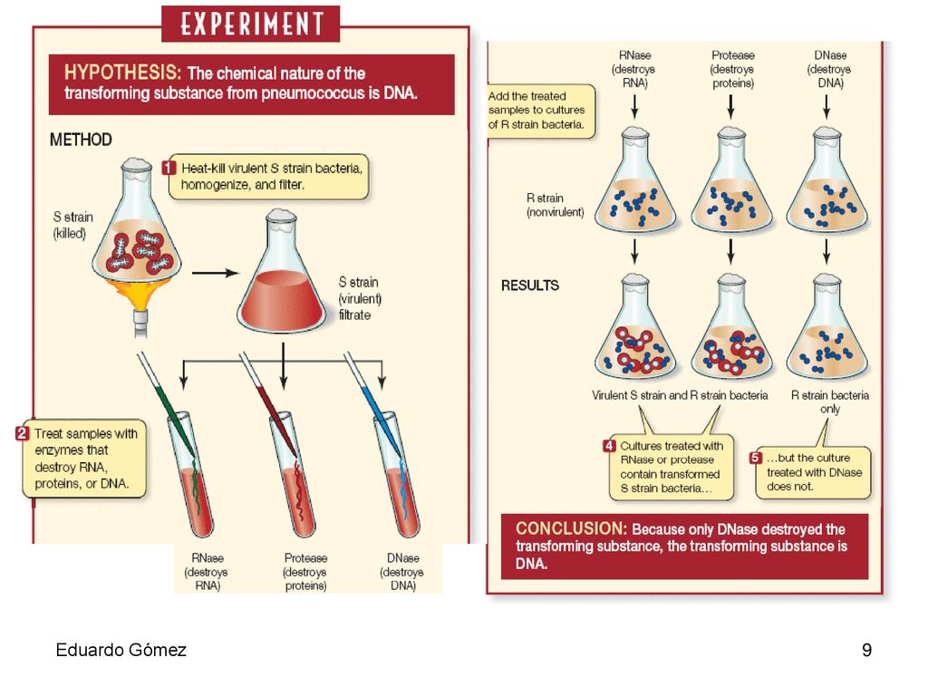 En los años 40 (19..), Oswald Avery, Colin MacLeod, y Maclyn McCarty revisaron el experimento de Griffith y concluyeron que el factor de transformación era el ADN. Oswald Avery repitiendo el trabajo de Griffith con el agregado de una enzima que destruía el ADN, demostró que el factor de transformación era el ADN. Cuando Avery agregaba esta enzima, no observaba la transformación obtenida por Griffith. El concluyó que el material hereditario era ADN y no una proteína. Su evidencia era fuerte pero no totalmente concluyente, para esa época el candidato principal para ser el material hereditario eran una proteína.