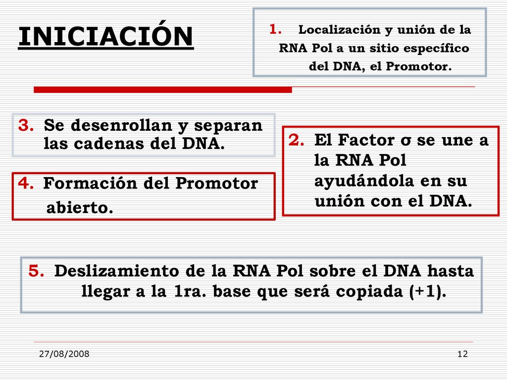 Localización y unión de la RNA Pol a un sitio específico