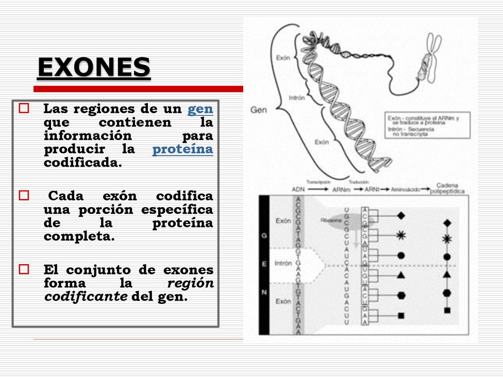 EXONES Las regiones de un gen que contienen la información para producir la proteína codificada.
