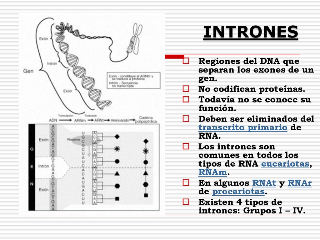 INTRONES Regiones del DNA que separan los exones de un gen.