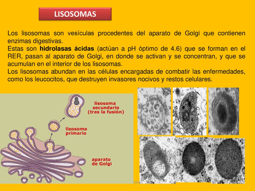 LISOSOMAS Los lisosomas son vesículas procedentes del aparato de Golgi que contienen enzimas digestivas.