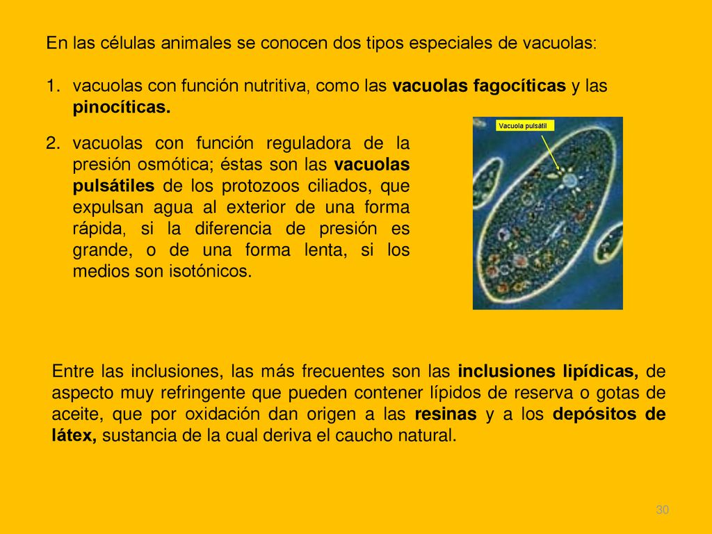 En las células animales se conocen dos tipos especiales de vacuolas: