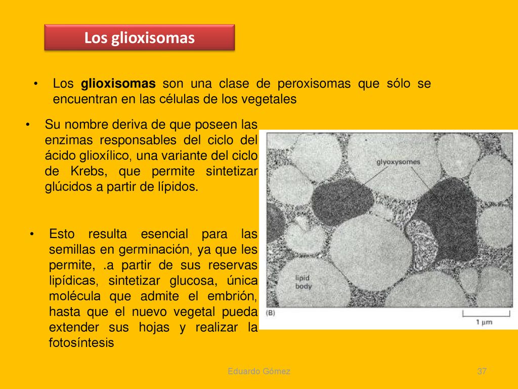 Los glioxisomas Los glioxisomas son una clase de peroxisomas que sólo se encuentran en las células de los vegetales.
