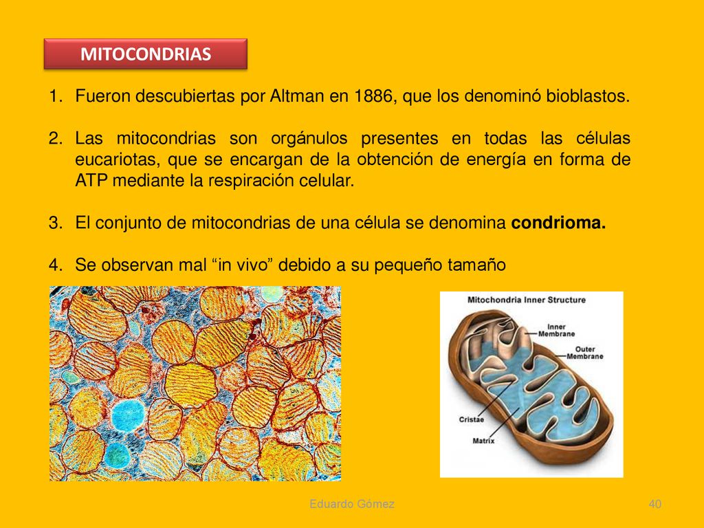 MITOCONDRIAS Fueron descubiertas por Altman en 1886, que los denominó bioblastos.