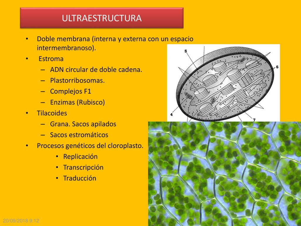 ULTRAESTRUCTURA Doble membrana (interna y externa con un espacio intermembranoso). Estroma. ADN circular de doble cadena.