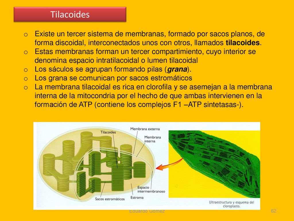 Tilacoides Existe un tercer sistema de membranas, formado por sacos planos, de forma discoidal, interconectados unos con otros, llamados tilacoides.