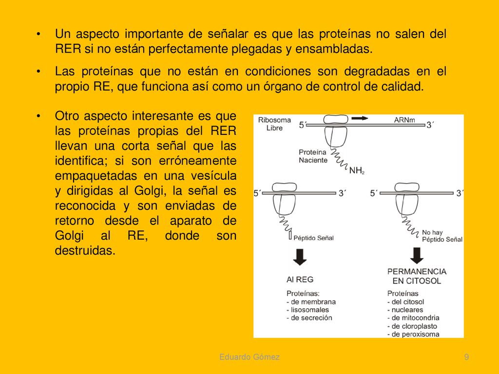 Un aspecto importante de señalar es que las proteínas no salen del RER si no están perfectamente plegadas y ensambladas.