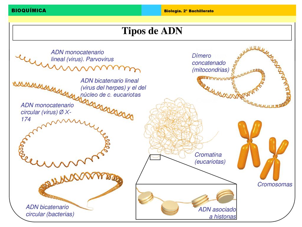Tipos de ADN ADN monocatenario lineal (virus). Parvovirus