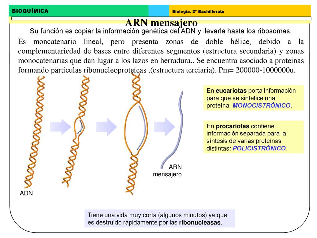 ARN mensajero Su función es copiar la información genética del ADN y llevarla hasta los ribosomas.