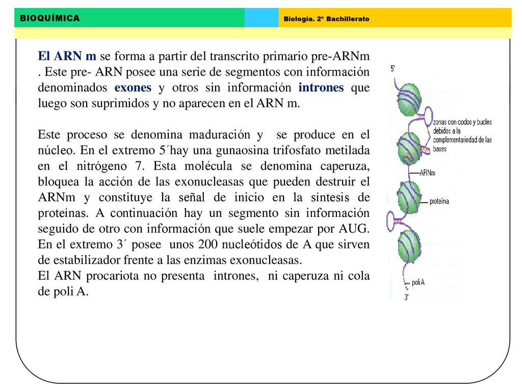 El ARN m se forma a partir del transcrito primario pre-ARNm