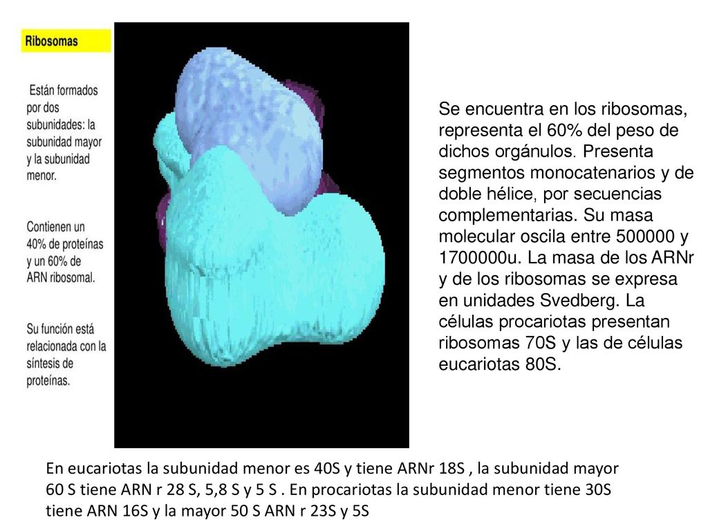 Se encuentra en los ribosomas, representa el 60% del peso de dichos orgánulos. Presenta segmentos monocatenarios y de doble hélice, por secuencias complementarias. Su masa molecular oscila entre y u. La masa de los ARNr y de los ribosomas se expresa en unidades Svedberg. La células procariotas presentan ribosomas 70S y las de células eucariotas 80S.