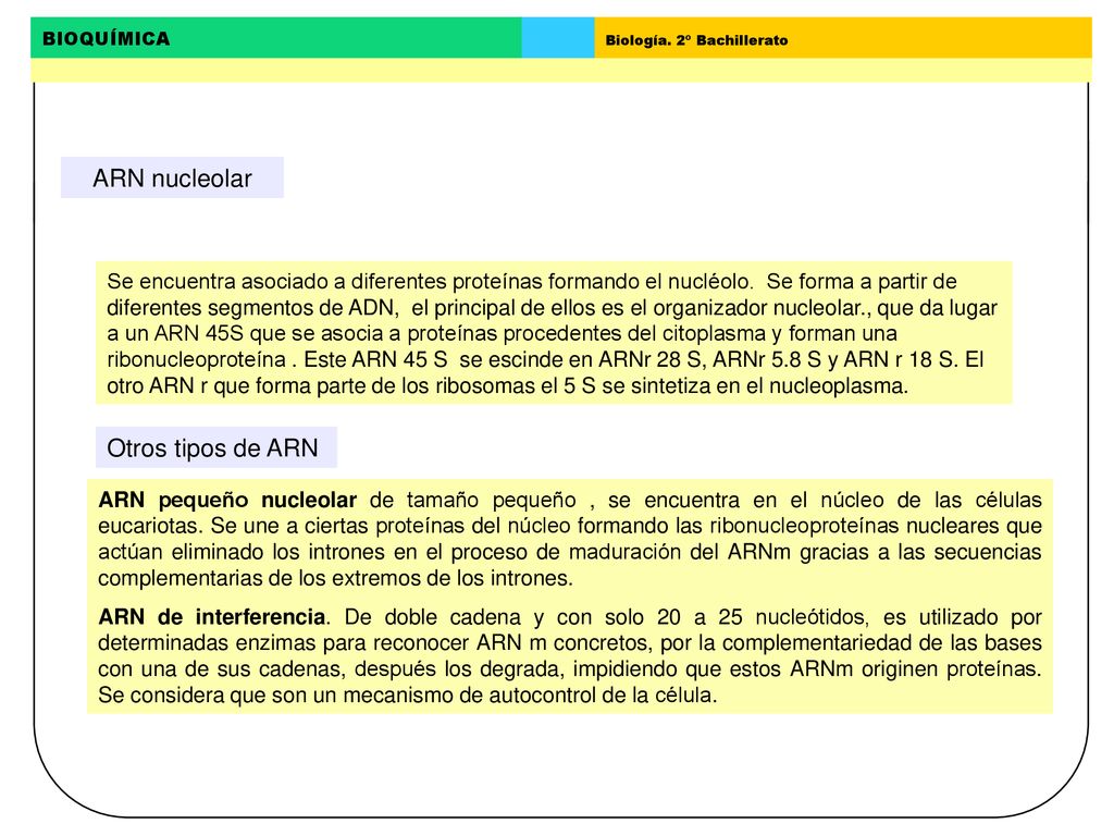 ARN nucleolar Otros tipos de ARN