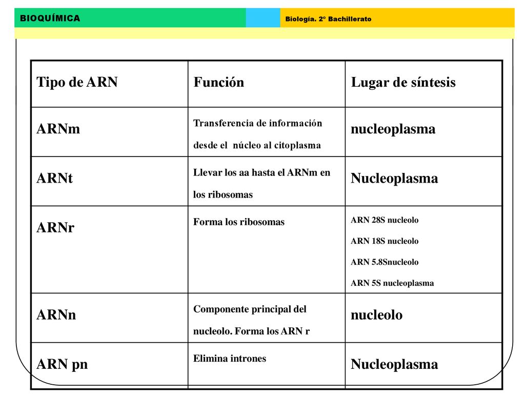 Tipo de ARN Función Lugar de síntesis ARNm nucleoplasma ARNt