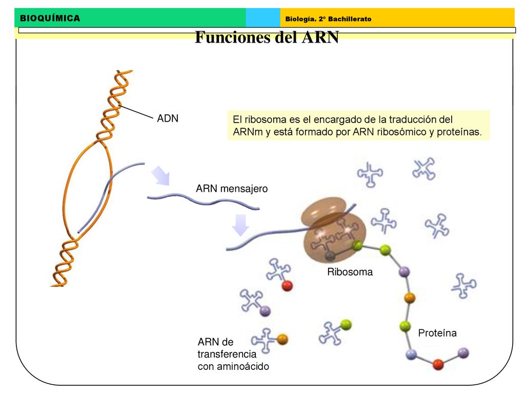 Funciones del ARN ADN. El ribosoma es el encargado de la traducción del ARNm y está formado por ARN ribosómico y proteínas.