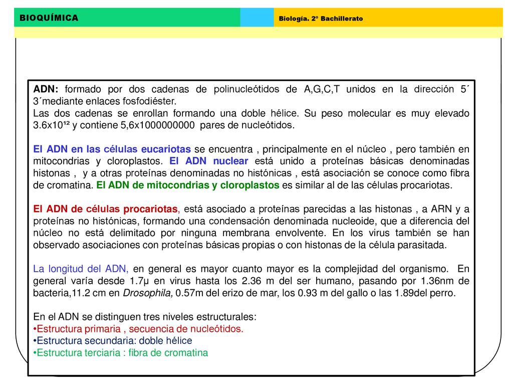 ADN: formado por dos cadenas de polinucleótidos de A,G,C,T unidos en la dirección 5´ 3´mediante enlaces fosfodiéster.