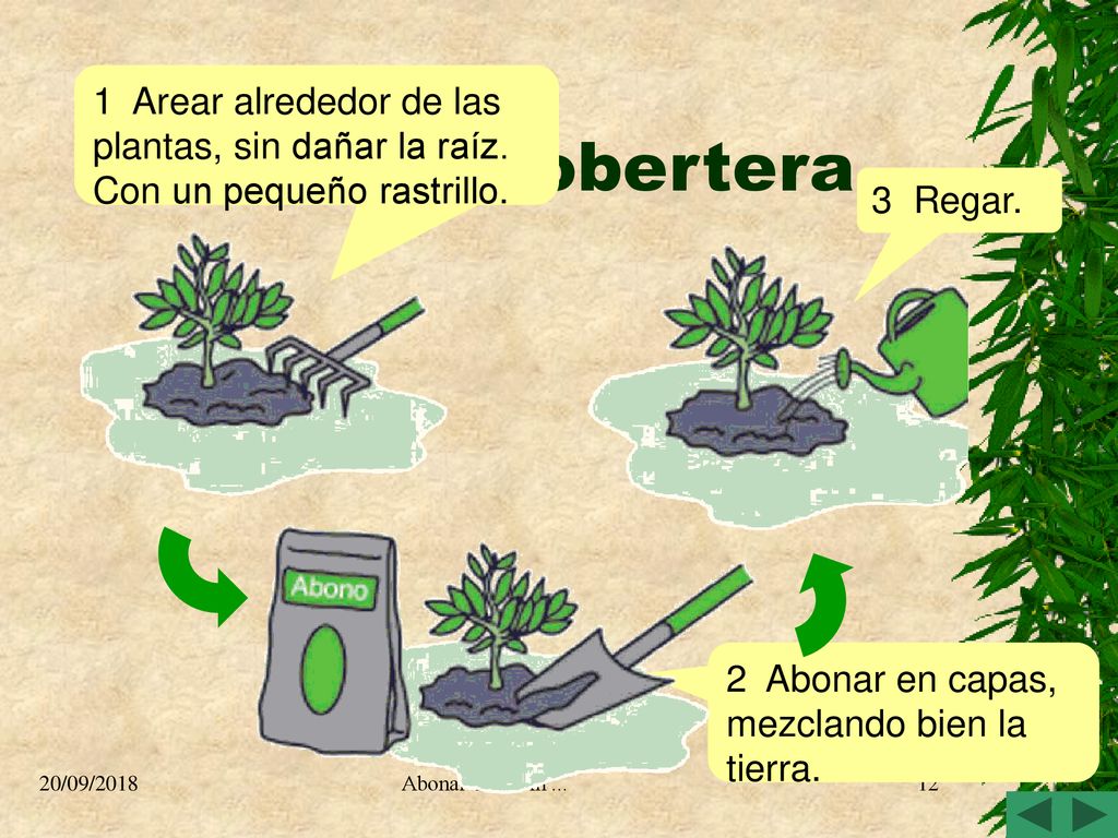 1 Arear alrededor de las plantas, sin dañar la raíz.