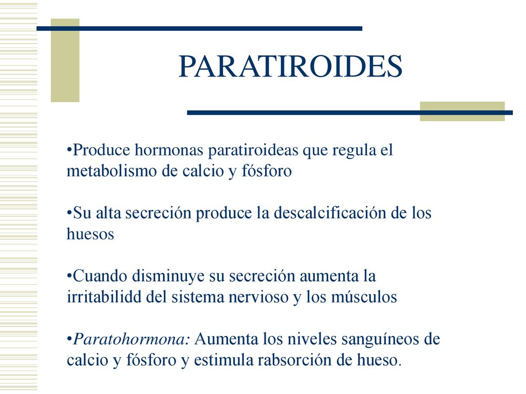 PARATIROIDES Produce hormonas paratiroideas que regula el metabolismo de calcio y fósforo.