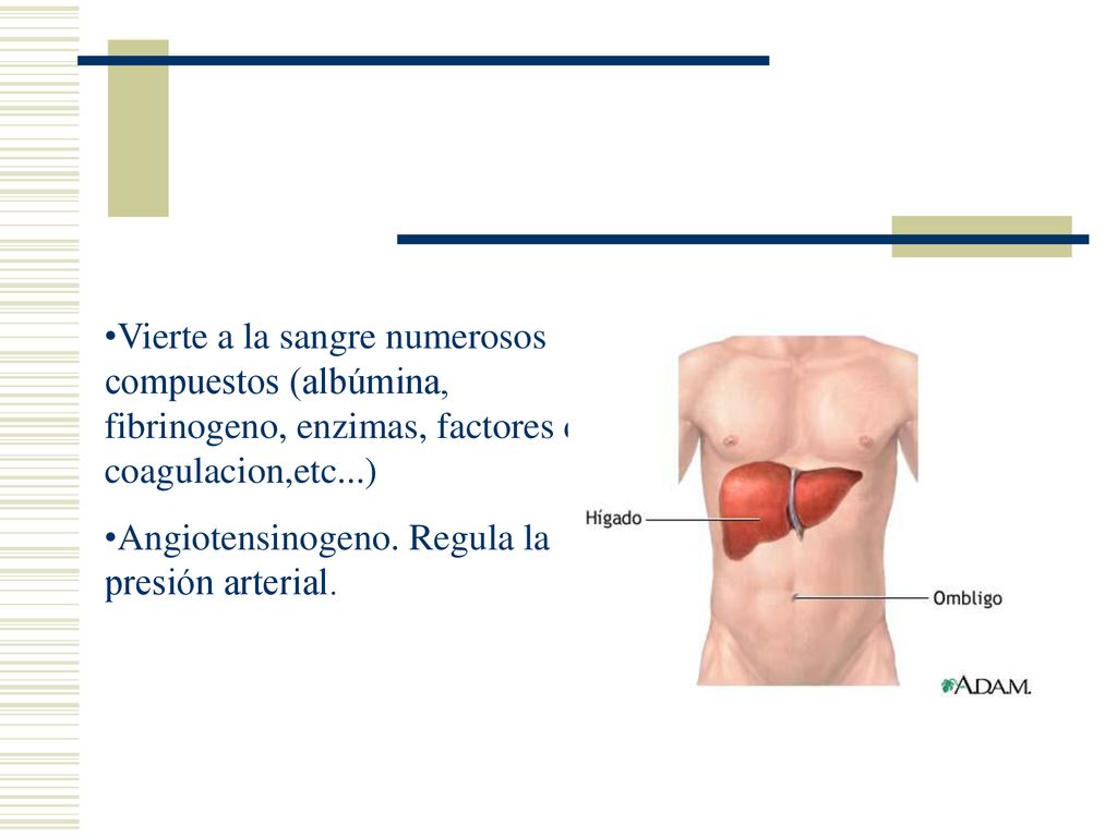 Vierte a la sangre numerosos compuestos (albúmina, fibrinogeno, enzimas, factores de coagulacion,etc...)