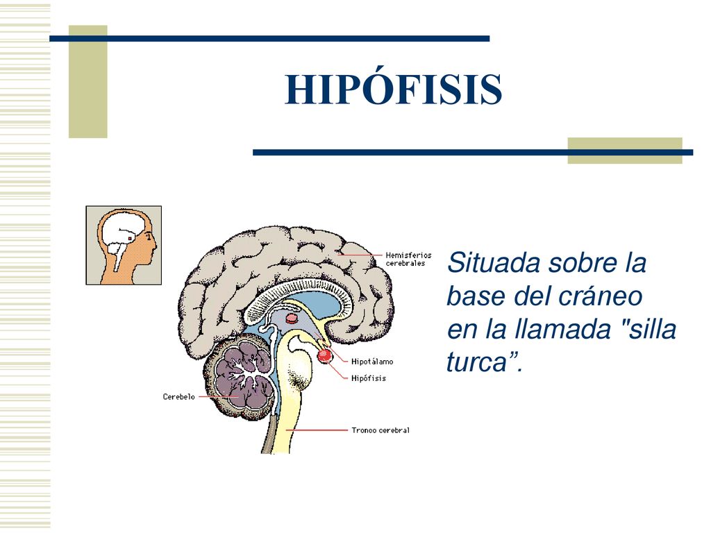 HIPÓFISIS Situada sobre la base del cráneo en la llamada silla turca .