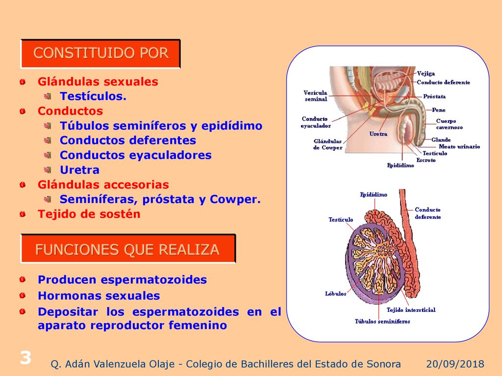 Q. Adán Valenzuela Olaje - Colegio de Bachilleres del Estado de Sonora