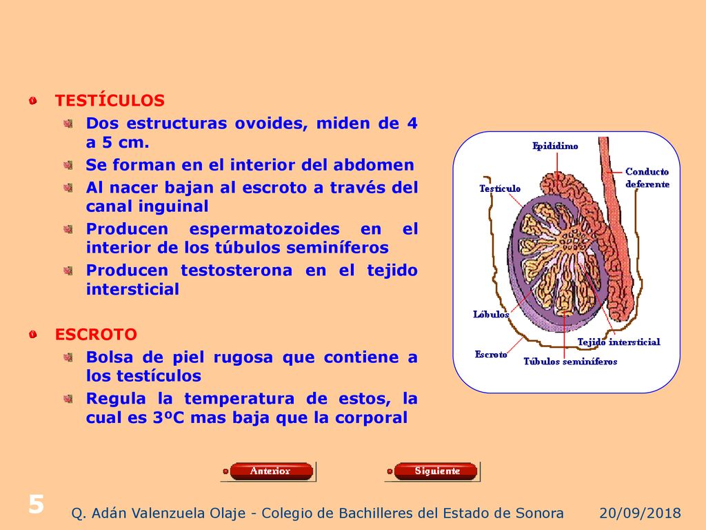 Q. Adán Valenzuela Olaje - Colegio de Bachilleres del Estado de Sonora