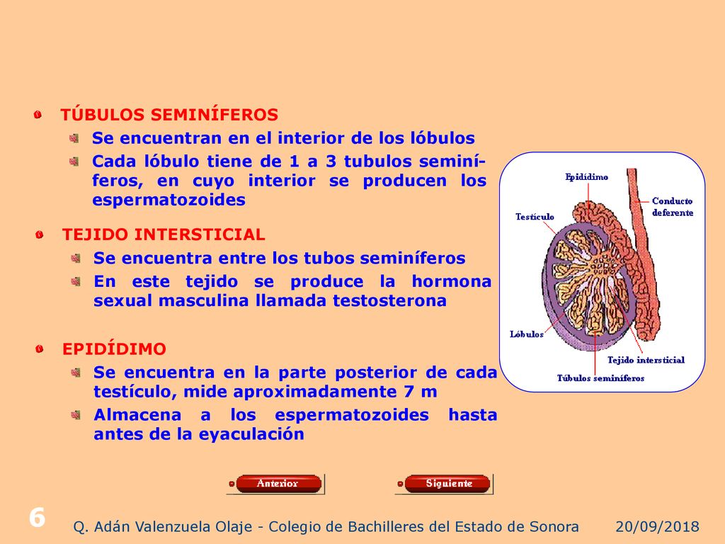 Q. Adán Valenzuela Olaje - Colegio de Bachilleres del Estado de Sonora