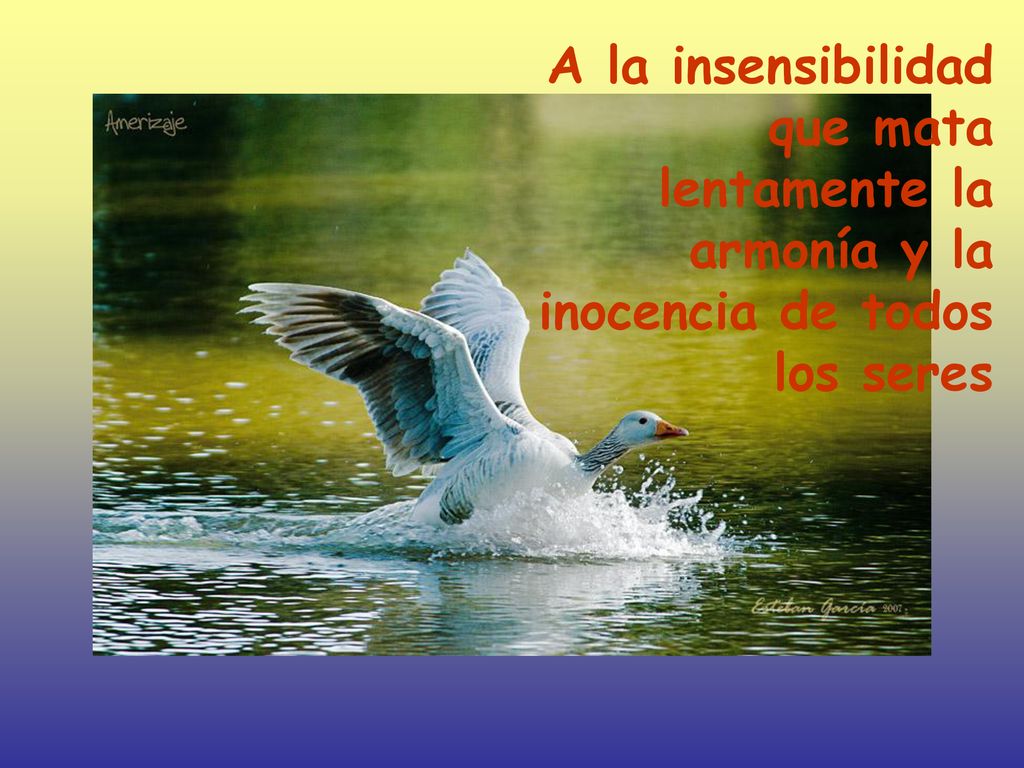A la insensibilidad que mata lentamente la armonía y la inocencia de todos los seres